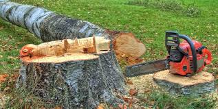 Best Tree Mulching  in Hinckley, MN